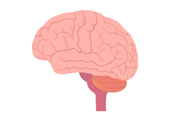 横から見た人間の脳