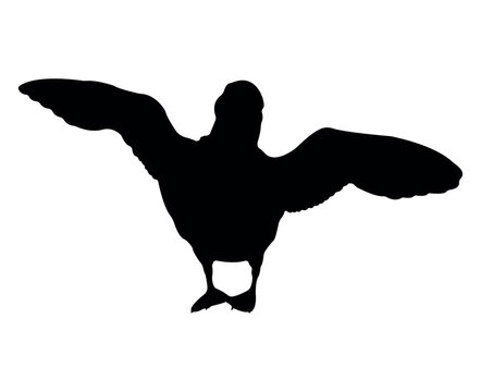 recommend clip art: Vector flat puffin silhouette isolated on white background