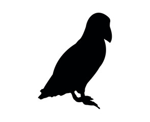 Vector flat puffin silhouette isolated on white background