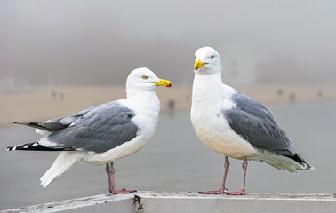 Sea gull on the coast of the winter Baltic Sea	