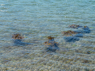 Algae in clear sea water. High Angle View Of Seaweed In water
