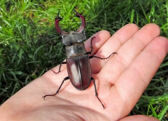 Beetle stag in children's palms on the background of a green lawn