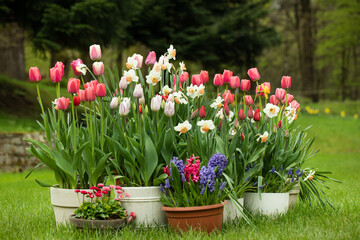 wiosenne kompozycje kwiatowe w ogrodzie, tulipany, narcyze, hiacynty, stokrotki w promieniach słońca	
