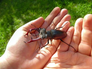 Beetle stag in children's palms on the background of a green lawn