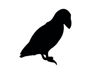 Vector flat puffin silhouette isolated on white background