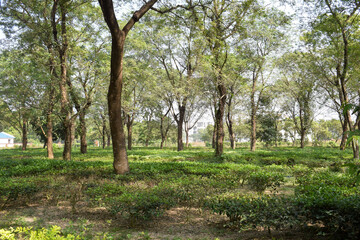 Obraz premium The beauty of a tea garden beneath huge trees (for natural shedding of tea plants)