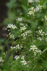 Small white wild flowers background, selective focus, close-up