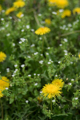 Dandelion flowers on green grass, selective focus, close-up