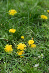 Dandelion flowers on green grass, selective focus, close-up