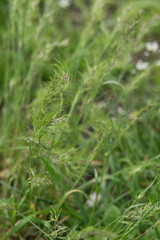 Fresh green grass background, selective focus, close-up