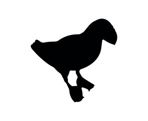 Vector flat puffin silhouette isolated on white background