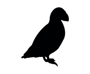 Vector flat puffin silhouette isolated on white background
