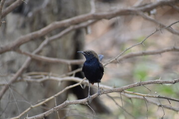 Indian Robin while sitting on a dry tree.