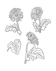 Hand drawn vector set of gerberas. Vector doodle style. Black flowers and leaves isolated on white background. Perfect for coloring pages, as tatoo, pattern, background, wrapper paper, textile