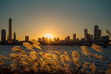 Sky scraper silhouette in the city that looks behind the reeds of the river, shining in the sun and shaking in the wind at sunset