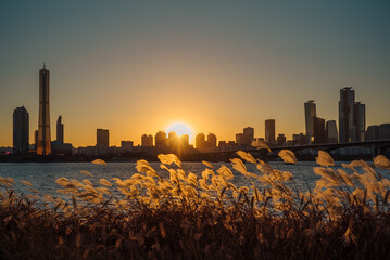 Sky scraper silhouette in the city that looks behind the reeds of the river, shining in the sun and shaking in the wind at sunset