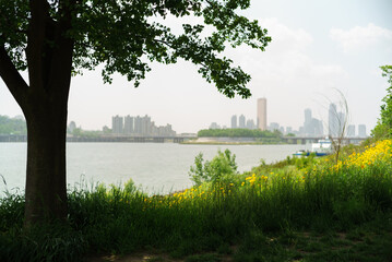 SKY SCRAPERS in the city that appears behind the rape blossoms blooming under the big tree on the river