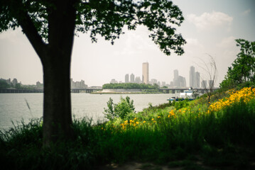 SKY SCRAPERS in the city that appears behind the rape blossoms blooming under the big tree on the river