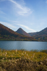 A calm river with a blue sky in the wild reed fields of the autumn day.