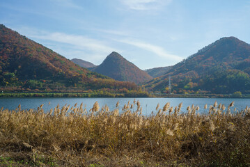 A calm river with a blue sky in the wild reed fields of the autumn day.