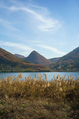 A river with a wild reed field and a blue sky on the autumn day.