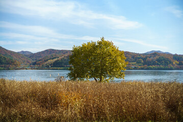 There is a tree in the wild reed fields of the autumn day of the clear day, and a calm river with a blue sky.