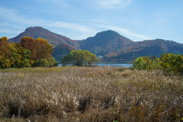 There is a low wood forest in the wild reed fields of the autumn day of the clear day, and the calm riverside with the blue sky and the mountain.