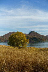 There is a tree in the wild reed fields of the autumn day of the clear day, and a calm river with a blue sky.