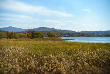 A river with a wild reed field and a blue sky on the autumn day.