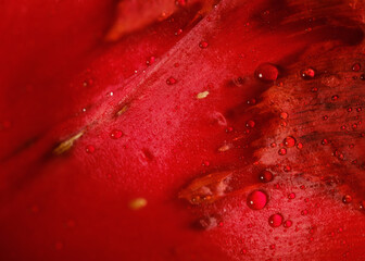water drops on red background of tulip flower