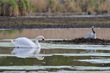 gray cranes in their natural environment.