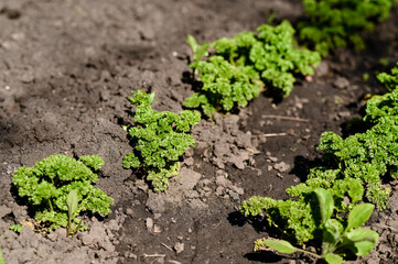 growing curly parsley. a bed of parsley.