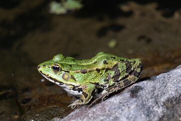 Pond frog