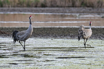gray cranes in their natural environment.