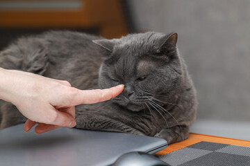 Human-animal communication. Woman touching the nose of gray british cat