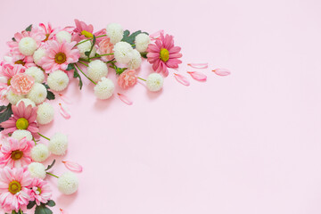 Naklejka na ściany i meble pink and white chrysanthemums on pink background background