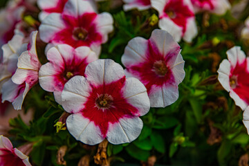 white red flowers in a flower bed