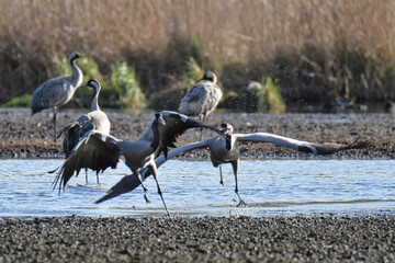 gray cranes in their natural environment.