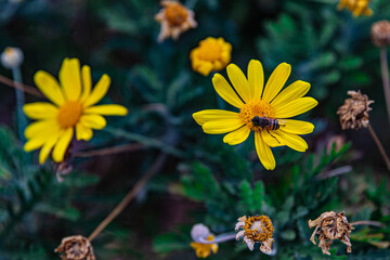 bee on yellow flower daisy