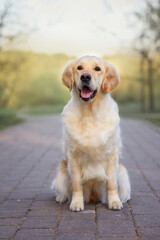 dog golden retriever in the spring in nature in the park