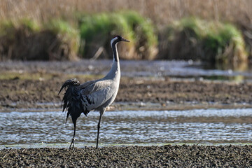 gray cranes in their natural environment.