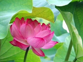 Obraz premium ピンクの蓮の花アップ