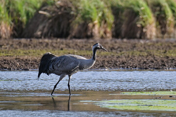 gray cranes in their natural environment.