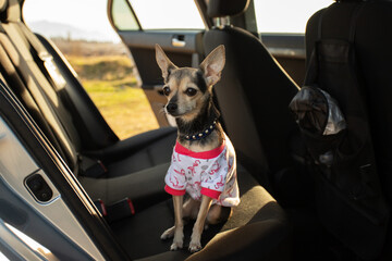 cute dog in the back seat of the car, travel with a pet, family road trip