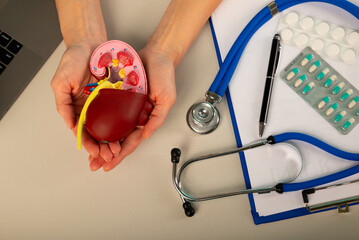 The anatomical model kidney in doctor palm hand on work desk