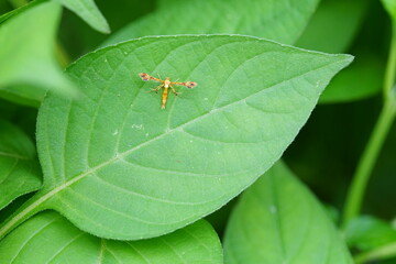 Cnaemidophorus rhododactyla on green leaf