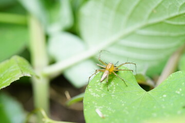 Striped lynx spider in the vegetable garden.
