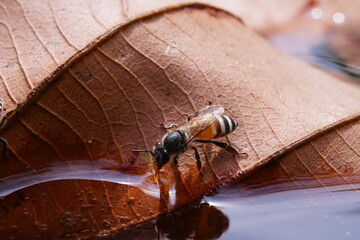 Anthophila drinking water on dry leaves.