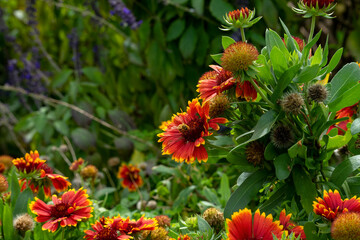 Honey bee on a firewheel blanket flower (gaillardia pulchella) in garden