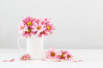 Fototapeta na wymiar pink chrysanthemums in white cup on white background